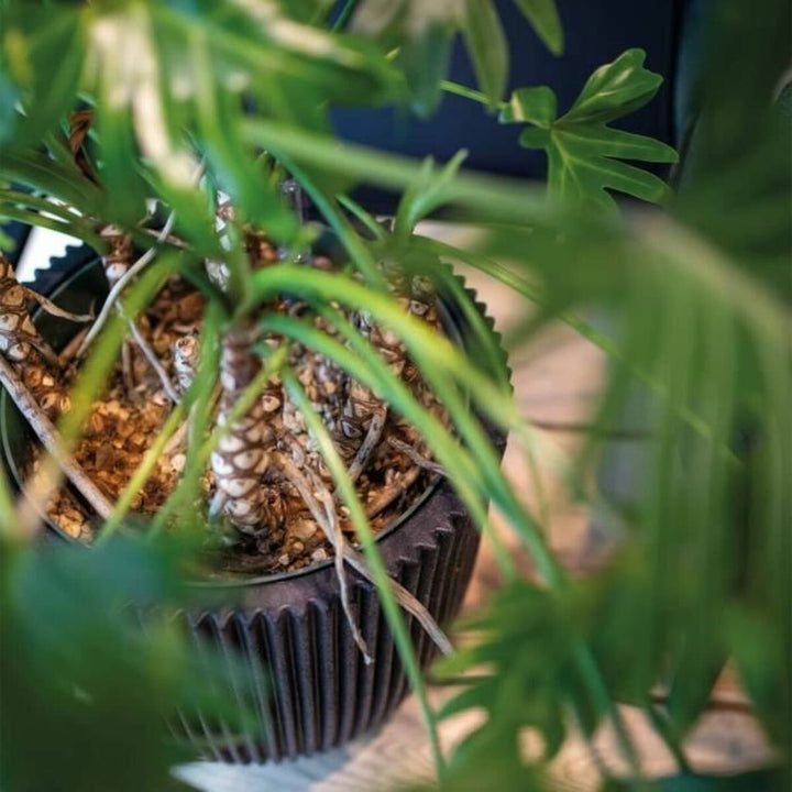 Capi Europe Grondlegger Capi Europe Zwart Plastic Cirkelvormig