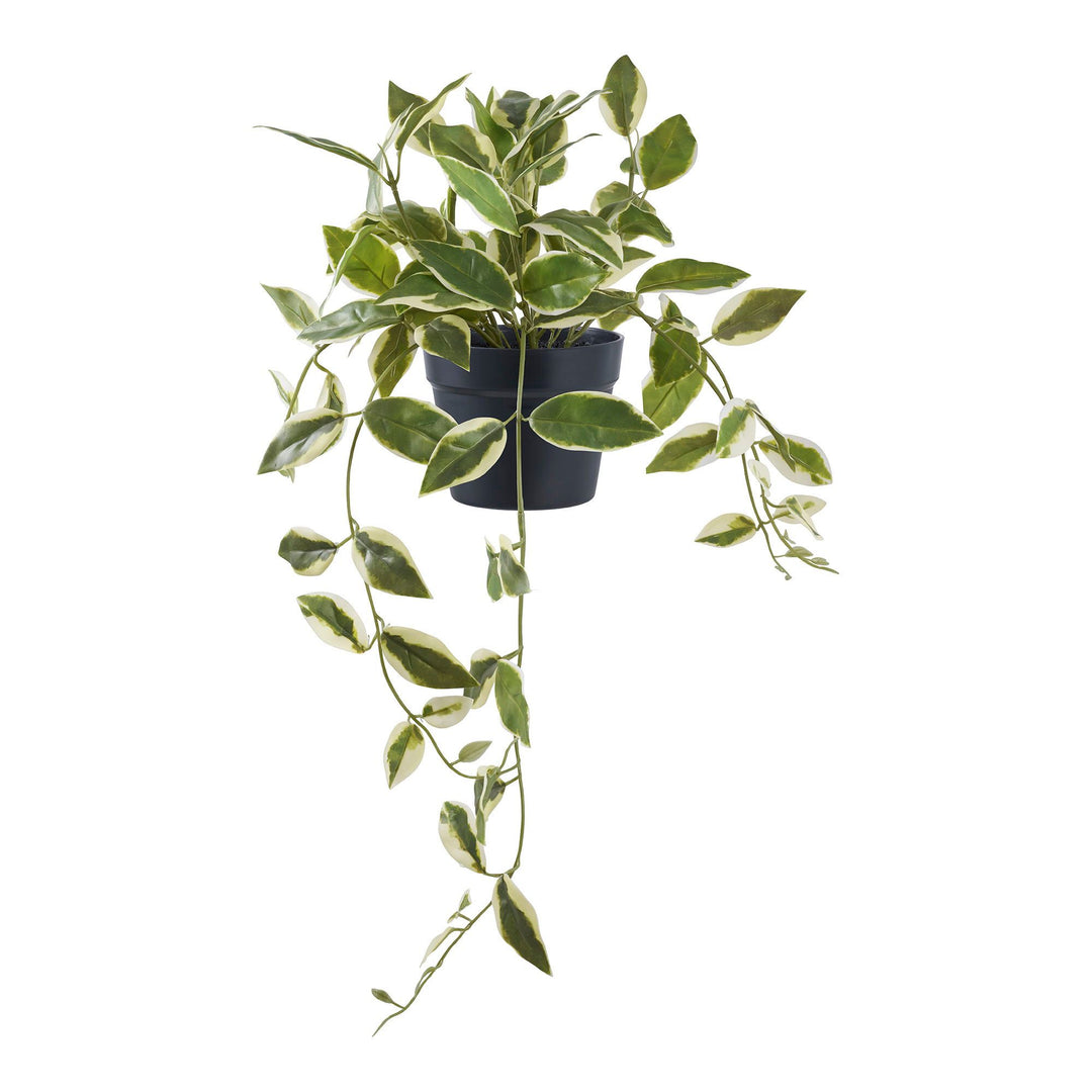 Kunstplant Hoya Carnosa | 33 cm hoog